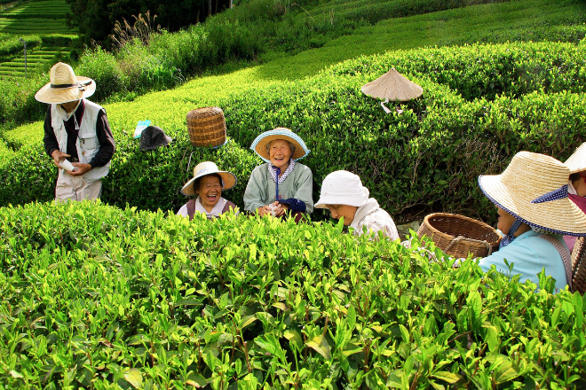 JING Tea Origin Images - Sencha Tea Bags